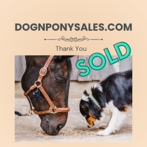 DognPonySales.com SOLD